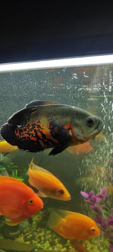 африканские сом: Астронотус (Oscar, Astronotus ocellatus) - Крупная яркая цихлида с — 7