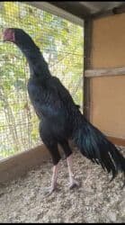 продажа щенков немецкой овчарки с документами в бишкеке: Продаю | Петух | Бойцовая | Для разведения — 1