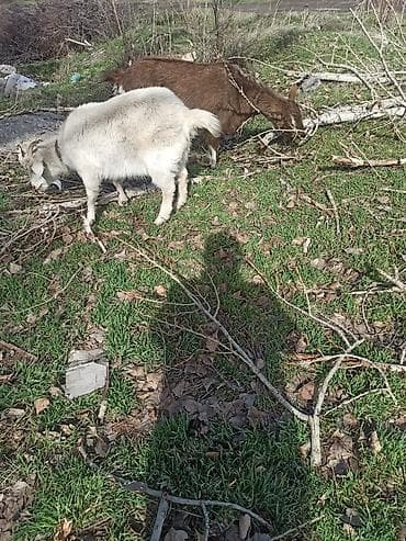 скоттиш фолд шотландская вислоухая кошка: Продаю | Коза (самка) | Зааненская, Битал | Для молока | Котные — 4