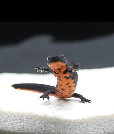 Аквариумный ( Ящерица ) тритон с яркой окраской (черный верх at lalafo.kg Аквариумный ( Ящерица ) тритон с яркой окраской (черный верх