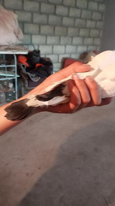 фазан сколько стоит: Голубь декоративный, окрас белый с контрастными тёмными маховыми — 1