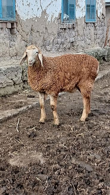 продаются бараны: Продаю | Баран (самец) | Арашан | Для разведения — 3