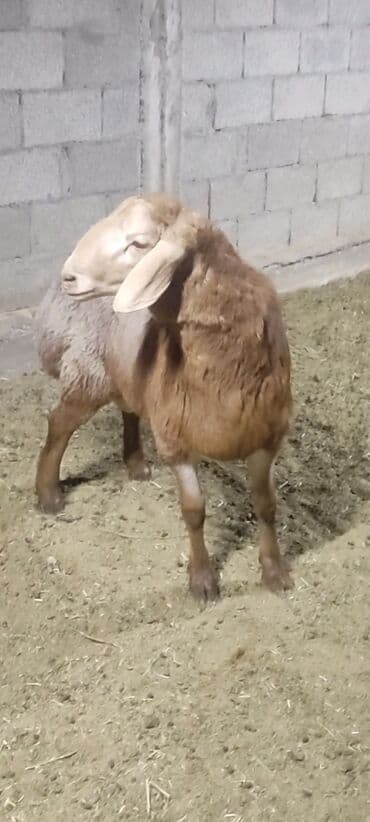 хаски шенок: Продаю | Баран (самец) | Для разведения | Племенные — 1