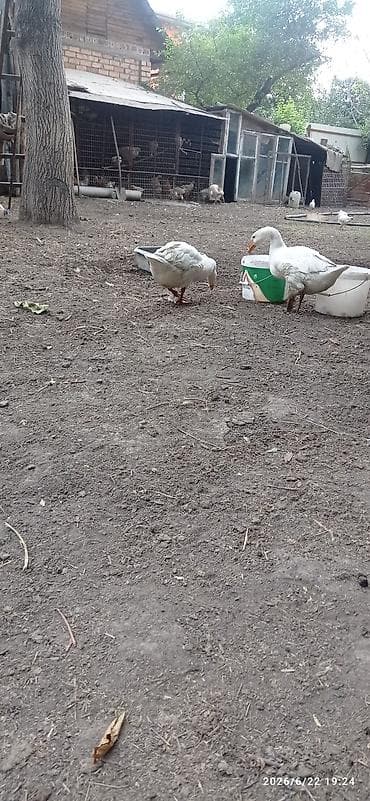 Продаю гуси и курицы