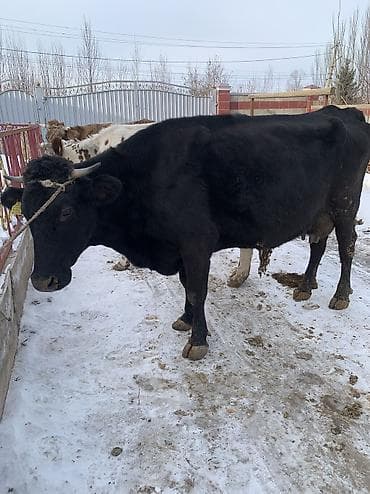 фландр купить: Продаю | Корова (самка) | Алатауская, Симментальская | На откорм, Для разведения, Для молока | После отела — 10