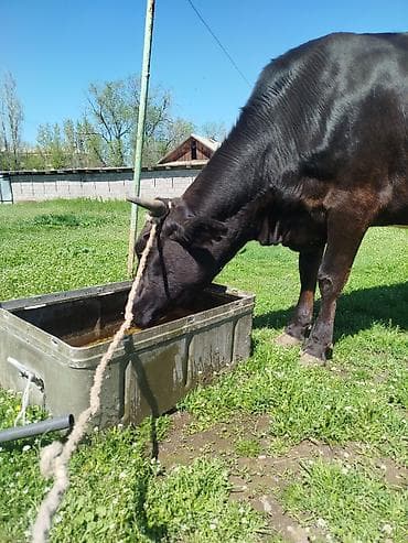 Продаю | Корова (самка) | Для молока | Стельные