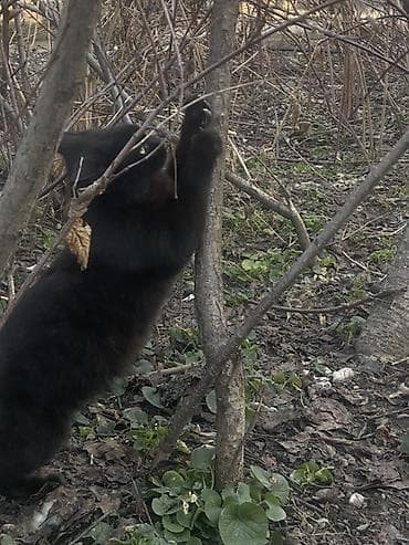 Грызуны: 6 месяцев, Мальчик, Черный — 6