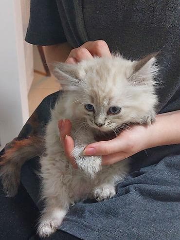 2 месяца, Мальчик, Приучена к лотку