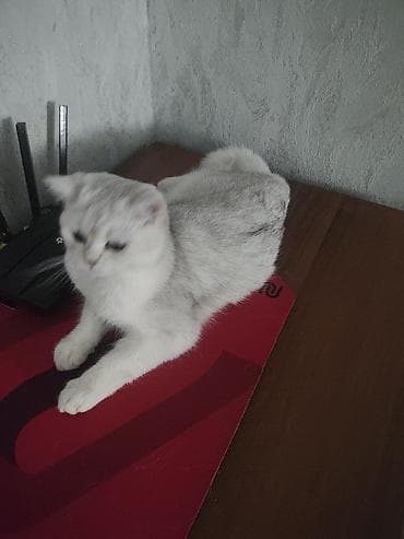 британец вязка: Продаю кошечку шотландская окрас серебристая шиншилла 7 месяцев к — 2