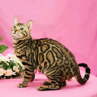 британская короткошёрстная кошка сколько стоит: Привет бишкек .!! Питомник бен гла мур предлагает чудесных бенгальских — 5