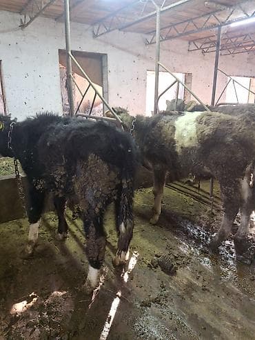 высокодойная корова: Продаю | Бык (самец), Тёлка | Полукровка, Швицкая, Бельгийская | На откорм, Для разведения, Для молока | Племенные, Искусственник, Привязанные — 3