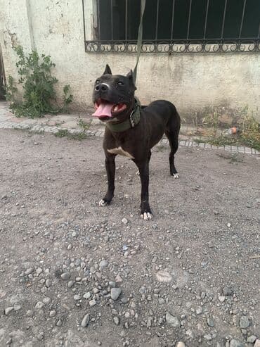 сколько стоит чихуахуа в бишкеке: Питбуль, 2 года, Самка, С прививкой — 1