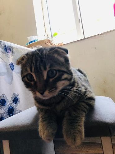 скоттиш фолд, купить: Шотландский вислоухий котёнок (скоттиш-фолд) девочка - Окрас — 2