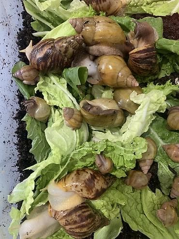 Животные: Африканские сухопутные улитки Ахатина (размеры от молодых до взрослых — 5