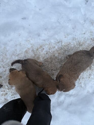 купить мини чихуахуа: Продажа собак — 5