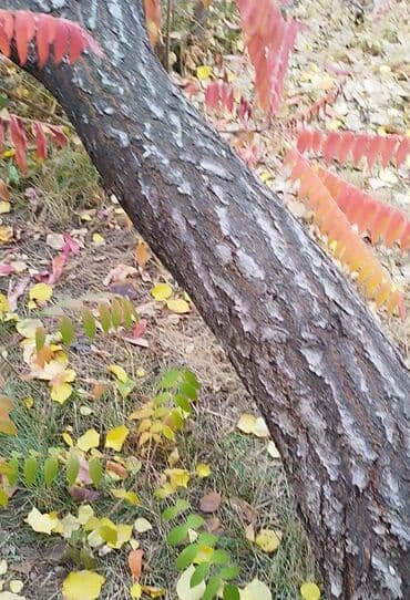 туя брабант саженцы: Продаю урюк дерево два дерева один 1,5 х1 м другой поменьше — 2