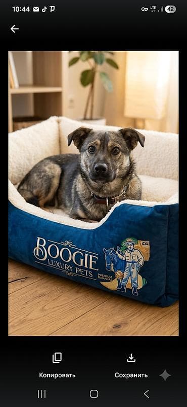 Отдам даром собаку. щенок 6 месяцев девочка. очень энергичная