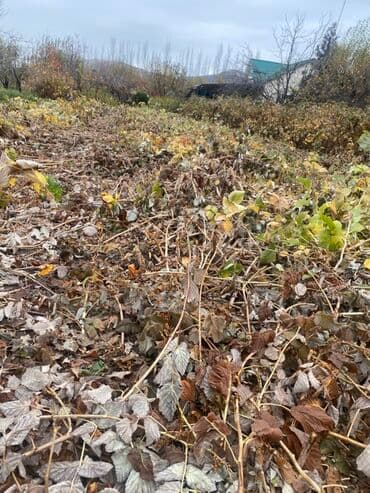 продаю или миняю: Саженцы малины (корневая поросль/делёнки) - Культура: малина сорта — 3