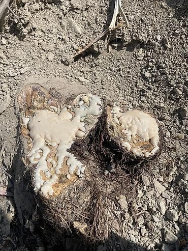 саженцы тополя: 🌱 Продаётся саженец ферула (чайр) двухлетний — первый сорт ✅ Крепкий — 6