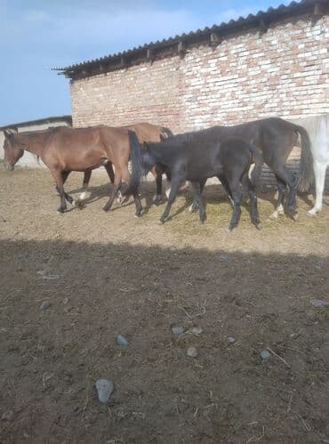 купить рабочую охотничью собаку: Сатам | Тай | Аргын | Жумушка — 2