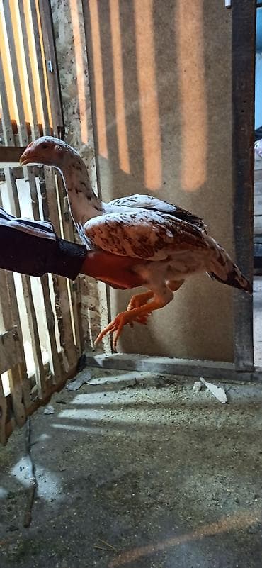 Куры, петухи: Продаю | Цыплята | Бойцовая | Для разведения — 3