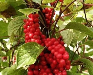 где купить саженцы гортензии в бишкеке: Көчөттөр гүлдүн: Өзү алып кетүү — 3