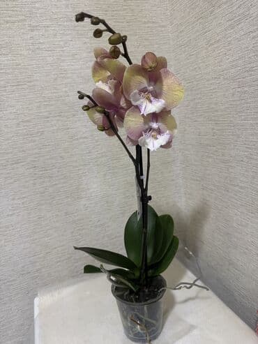 Орхидеи сортовые в наличии.Темно-бордовая орхидея.Единорог .Каскадна