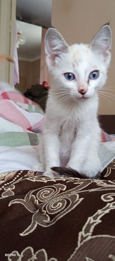 carters для мальчика: Кошка даром: Беспородная, 2 месяца, Мальчик, Приучена к лотку, Метис — 1