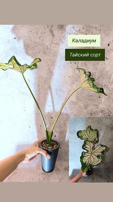 монстера манки: Распродажа Комнатные растения. Аглаонема Алоказия Сциндапсусы — 7