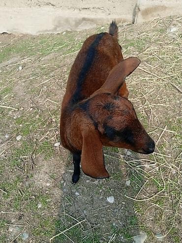 Продам с/х животных: Продаю | Коза (самка) | Нубийская, Битал | Для молока, Для разведения | Племенные — 2