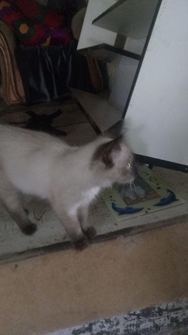Мышыктар: Котята домашние, ручные Описание: - Три очаровательных котенка разной — 1