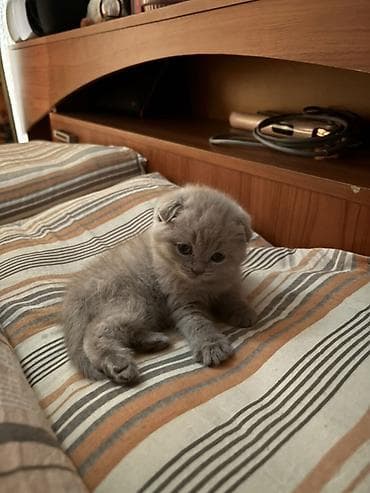 Мышыктар: Шотландский вислоухий котёнок (Scottish Fold), окрас голубой. Вотс + — 2