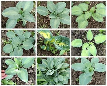 green leaf: Хоста декоративная, сорт с ярко‑салатовыми крупными листьями — 3