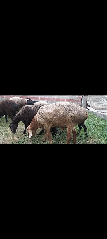декоративная рыба: Продаю | Баран (самец) | На забой — 3