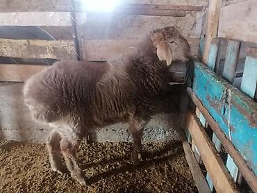 Айыл-чарба жаныбарлары: Сатам | Кочкор (эркек) — 2