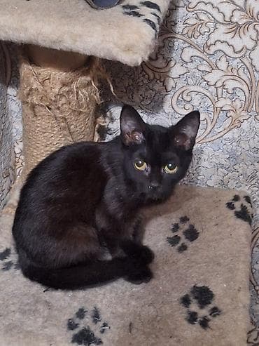 5 месяцев, Девочка