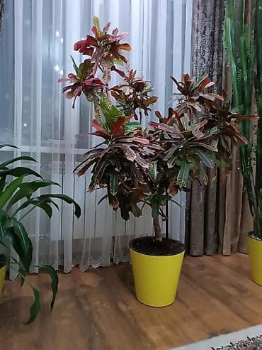 Дом и сад: Крупномерный комнатный кротон (Codiaeum variegatum) в декоративном — 3