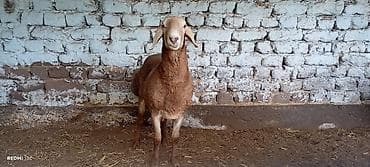 стришка барана: Продаю | Овца (самка) | Для разведения — 2