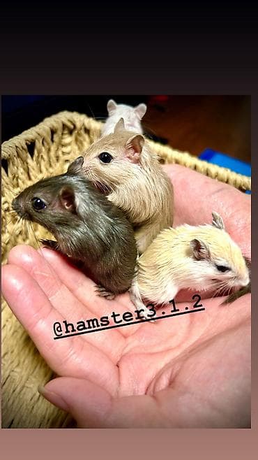 хомя: Продаются РУЧНЫЕ песчанки. От них НЕТ ЗАПАХА, как от хомячков и крыс — 4