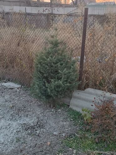 сучкорезы для обрезки деревьев: Ели голубые (Picea pungens, колючая ель) для озеленения участка. - — 2