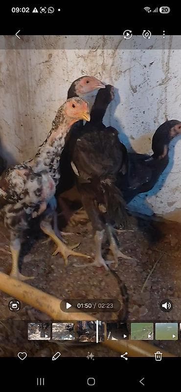 декоративные голуби: Продаю цыплят,бойцовые(дакан) 2, 5 месяцев. прививки сделаны. курочки — 5