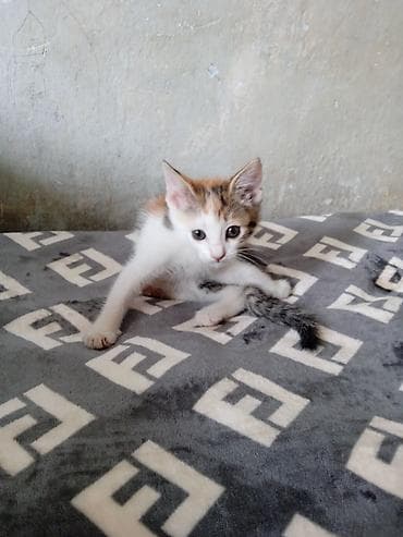 аванта кошка: Кошка даром: Беспородная, 2 месяца, Девочка, Приучена к лотку — 4
