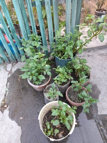 где купить цветы оптом дешево: Домашние и уличные цветы цены разные — 11