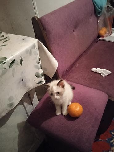 ОТДАМ КОТЯТ И КОШЕК,здоровые, ЧИСТЫЕ,помогите пожалуйста кто не может — 7