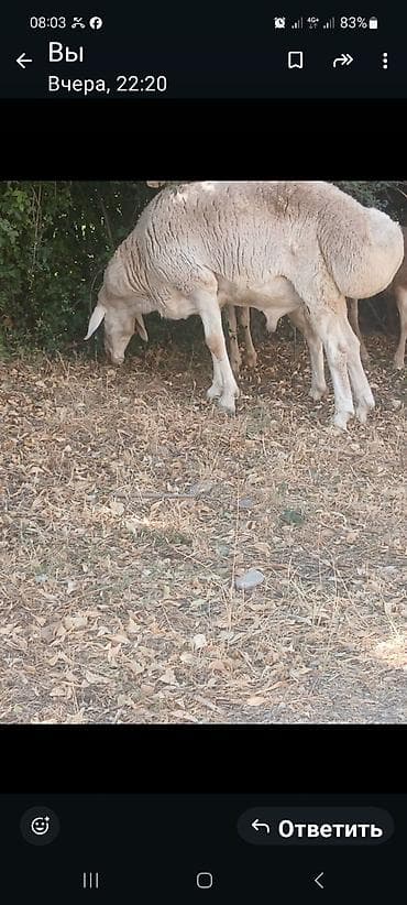 зарезать барана: Продаю | Баран (самец) | Для разведения | Племенные — 2