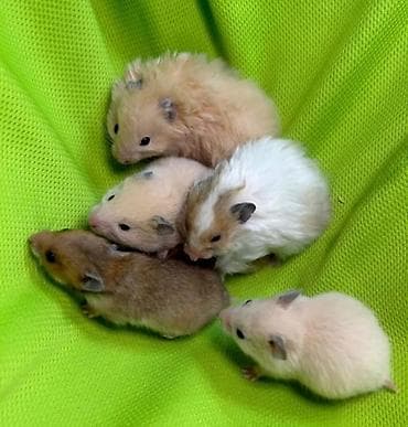 бурудер: Продаются сирийские, ангорские пушистые хомячки, джунгарские — 4