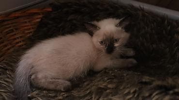 кошка шиншилла: Маленькие милые пушистики ищат своего нового заботливого хозяина! Трое — 10