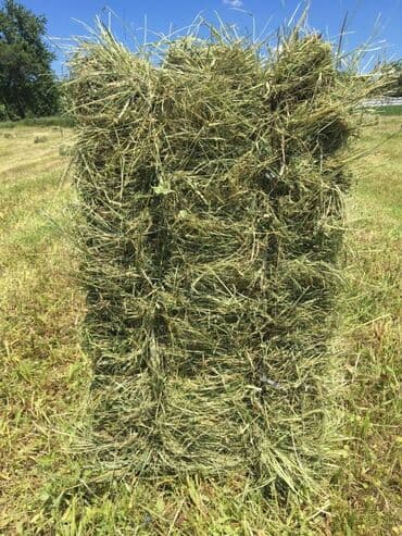 мышык бишкек: Продаю для с/х животных 1-укос тюки разнотравье, трава мелкая, мягкая — 1