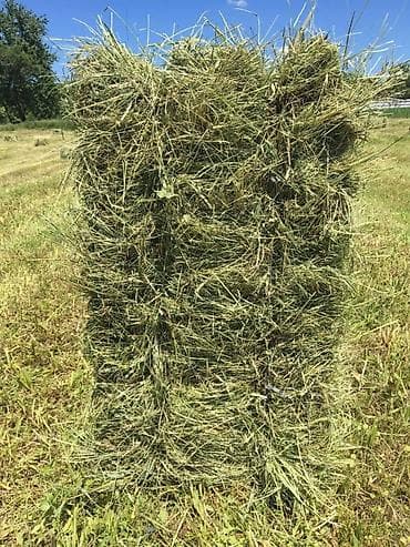 Декоративные кролики: Продам 3 укос тюки клевера.
Тюки портные и сухие! — 1