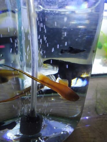 сколько стоит шпиц в питомнике: Меченосцы (Xiphophorus hellerii) — яркие живородящие рыбки для — 3